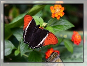 Kwiat, Czerwono-czarny, Motyl