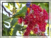 Gałązka, Corymbia ficifolia, Lorysa Górska, Kwiat