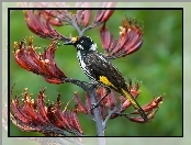 Kwiat, Ptaszek, New Holland Honeyeater