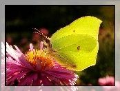 Latolistek cytrynek, Aster, Motyl, Kwiat