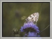 Motyl, Makro, Kwiat, Polowiec szachownica