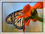 Kwiat, Motyl monarch, Czerwony