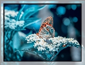 Kwiat, Motyl