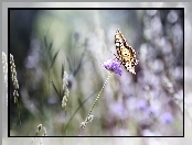 Bokeh, Koniczyny, Paź Królowej, Motyl, Kwiat