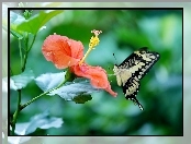 Hibiskus, Paź królowej, Kwiat, Motyl