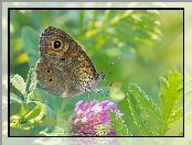 Kwiat, Liście, Motyl, Koniczyna