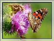 Osetnik, Rusałka, Ostu, Kwiat, Motyl