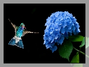 Kwiat, Koliber, Niebieski, Hortensja