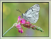 Kwiat, Motyl, Niestrzęp głogowiec
