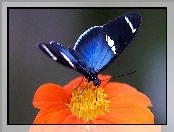 Kwiat, Motyl, Pomarańczowy, Niebieski