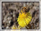 Pszczoła, Żółty, Zbliżenie, Kwiat