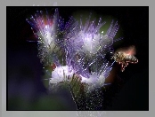 Fractalius, Kwiat, Pszczoła