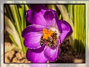 Pszczoły, Kwiat, Krokus