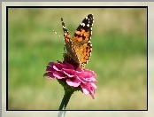 Rusałka osetnik, Cynia, Motyl, Kwiat