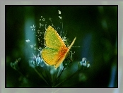 Skrzydła, Kwiat, Motyl