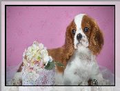 Hortensja, Kwiat, Szczeniak, Pies, Cavalier king charles spaniel