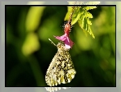 Makro, Kwiatek, Motyl