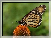 Kwiatek, Motyl, Monarch Danaid
