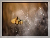 Kwiatek, Trawa, Motyl, Bokeh