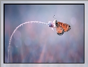 Kwiatek, Motyl