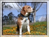 kwiatki, Beagle Harrier, żółte