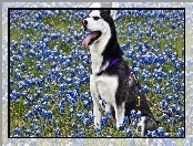 Kwiatki, Siberian Husky, Łąka