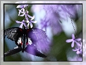 Kwiatki, Czarny, Motyl. Fioletowe