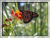 Lato, Ogród, Monarch, Motyl, Kwiatki