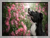 Kwiatki, Różowe, Border collie, Pies, Krzew