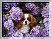 kwiatki, King Charles Spaniel, fioletowe