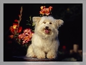 Kwiatki, Coton de Tulear, Języczek