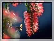 Kwiatostan, Makro, Callistemon, Osa