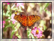 Kwiaty, Motyl, Agraulis vanillae