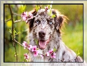 Kwiaty, Owczarek australijski, Australian shepherd