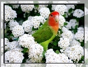 Kwiaty, Papuga, Białe, Kolorowa