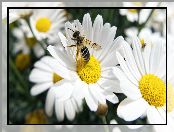 Kwiaty, Pszczoła, Białe, Margerytki