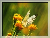 Kwiaty, Żółte, Motyl, Biały, Bielinek