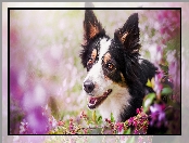 Kwiaty, Łaciaty, Border collie