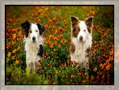 Kwiaty, Łąka, Kundelek, Psy, Border collie