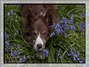 Kwiaty, Mordka, Pies, Leżący, Border collie