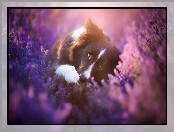 Kwiaty, Wrzos, Pies, Border collie