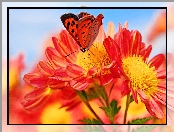 Kwiaty, Żółte, Motyl, Cętkowany, Pomarańczowo