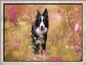 Kwiaty, Border collie, Łąka