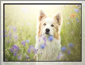Kwiaty, Border collie, Łąka