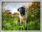 Kwiaty, Border collie, Łąka