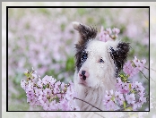 Kwiaty, Border collie, Gałązki