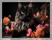 Kwiaty, Kot, Czarny