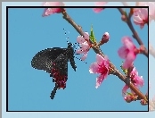 Kwiaty, Różowe, Motyl, Czarny, Gałązki