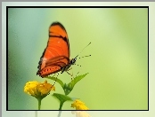Kwiaty, Żółte, Czarny, Czerwono, Motyl