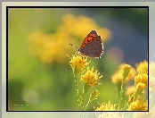 Kwiaty, Żółte, Motyl, Czewończyk, Owad